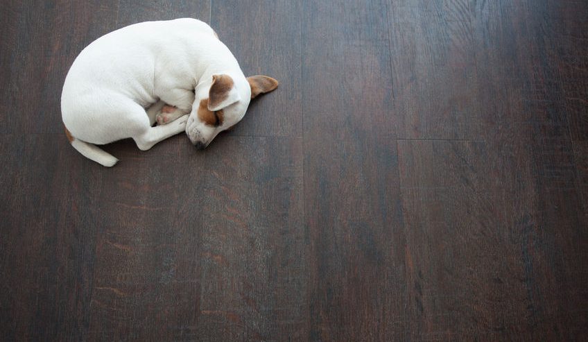 Choosing pet friendly flooring